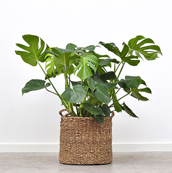 ارسال هدیه به ایران