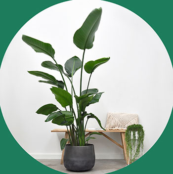 ارسال گلدان سایز بزرگ