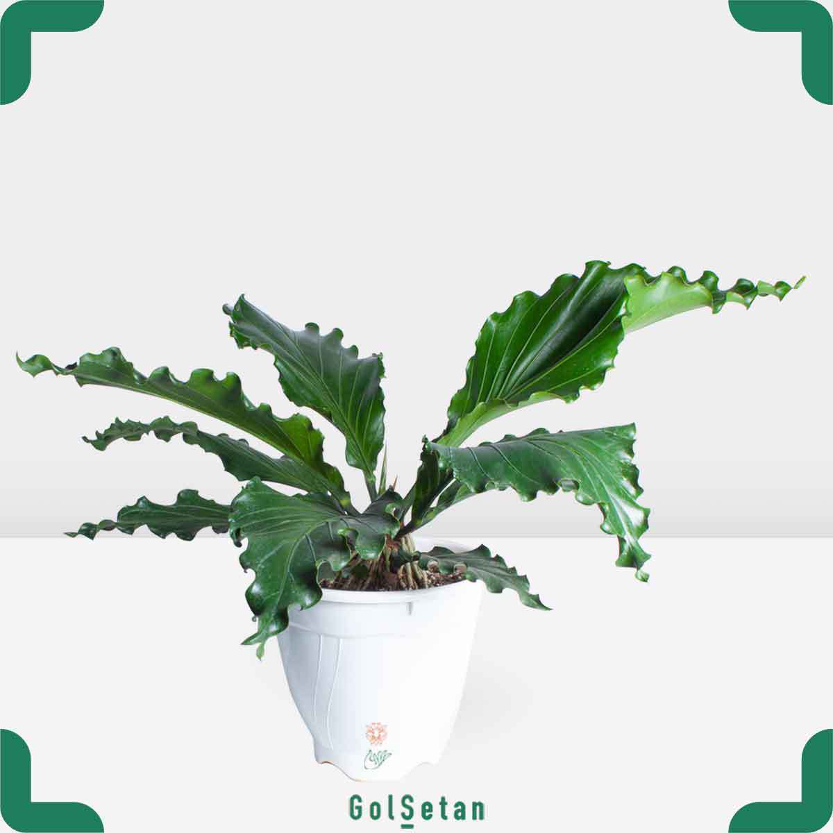 anthurium-plowmanii-pot گلدان آنتوریوم موج عشق زیبا