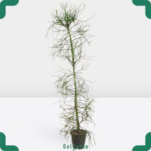 افوربیا تیروکالی بزرگ خاص