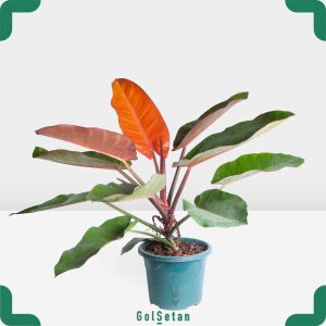 گلدان فیلودندرون پرتغالی هلندی خاص