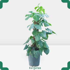 گلدان برگ انجیری قیم دار مقاوم