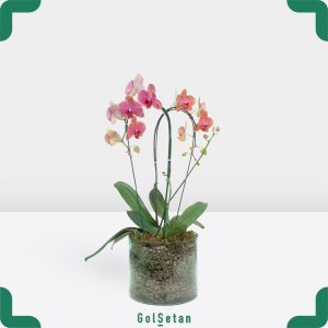 ارکیده زرد بنفش دوشاخه