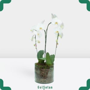 ارکیده سفید زرد دوشاخه