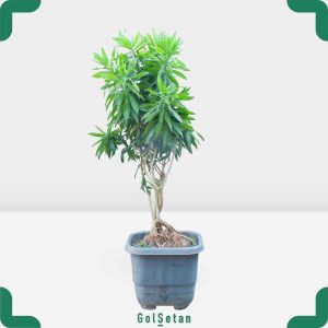 گلدان دراسنا پیله موآ زیبا