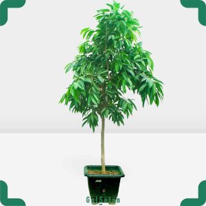 فیکوس آمستل غول پیکر زیبا