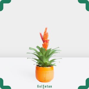 وریزیا نارنجی با گلدان