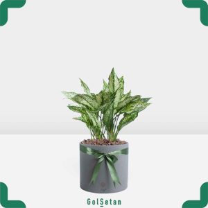 آگلونما با گلدان طوسی جذاب