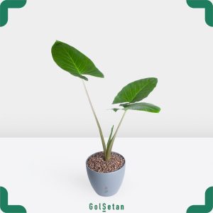 بابا آدم در گلدان طوسی زیبا