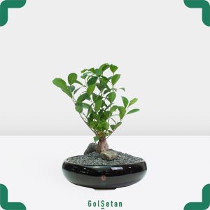 دیش گاردن بونسای جنسینگ مشکی جذاب