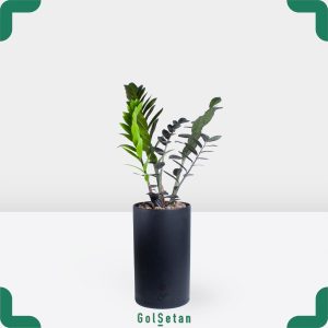 زامیفولیا بلک در گلدان استوانه خاص