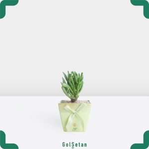 کراسولا سم اسبی با گلدان بتن خاص