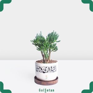 کراسولا سم اسبی با گلدان سفید زیبا