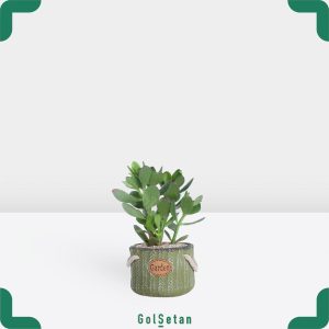 کراسولا با گلدان سبز زیبا