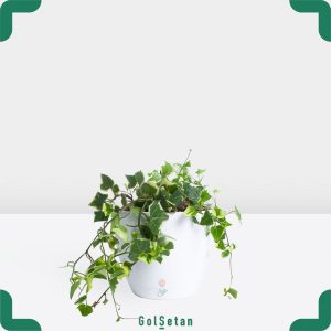 پاپیتال با گلدان سفید خاص