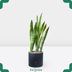 سانسوریا ابلق بزرگ مقاوم