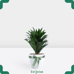 دراسنا کامپکت با گلدان سفید زیبا