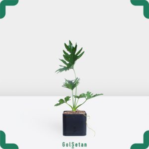 برگ انجیری در گلدان مشکی جذاب