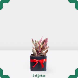 قاشقی لب ماتیکی در گلدان سیاه جذاب