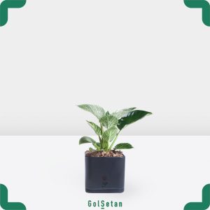 فیلودندرون در گلدان مشکی خاص