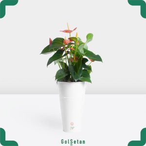 آنتوریوم صورتی با گلدان سفید جذاب