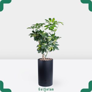 شفلرا در گلدان مشکی زیبا