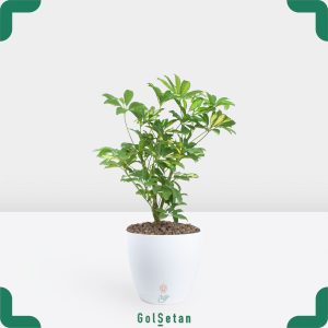 شفلرا در گلدان سفید جذاب