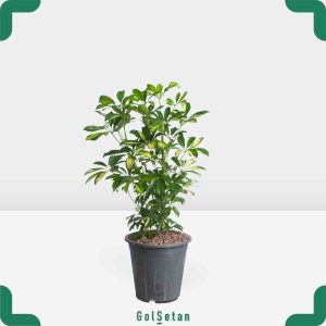 گلدان شفلرا زیبا