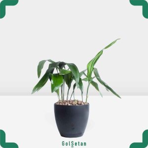 برگ عبایی در گلدان سیاه زیبا