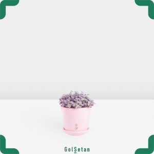 کالیسیا در گلدان صورتی جذاب