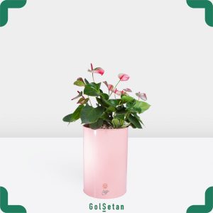 آنتوریوم صورتی در گلدان صورتی زیبا