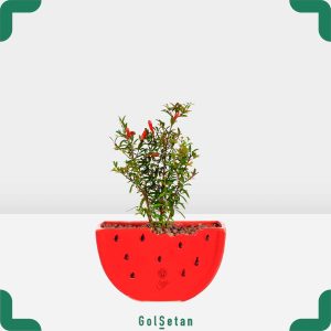 گلدان شب یلدا گیاه انار در هندوانه