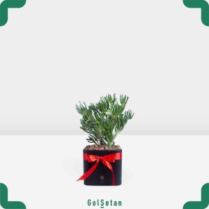 کراسولا سم اسبی با گلدان مشکی خاص