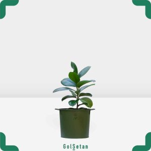 فیکوس مینیاتوری با گلدان فلزی