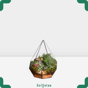 تراریوم مخروطی فیتونیا زیبا