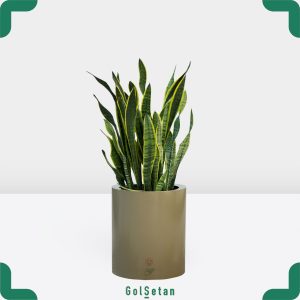 سانسوریا ابلق در گلدان فلزی