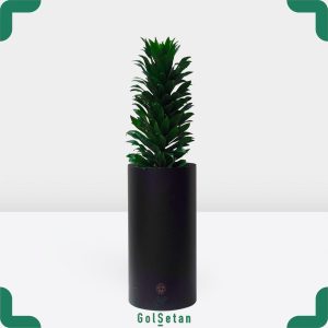 دراسنا کامپکت بزرگ در گلدان فلزی زیبا