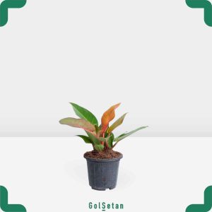 گلدان فیلودندرون پرتقالی زیبا