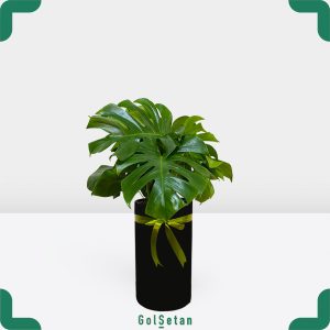 برگ انجیری مونسترا در گلدان مشکی جذاب