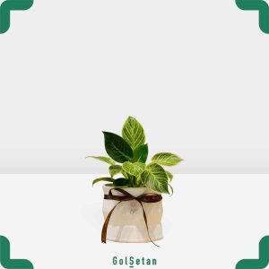 فیلودندرون برکین با گلدان لعابی