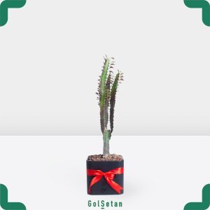 افوربیا قرمز در گلدان مشکی جذاب