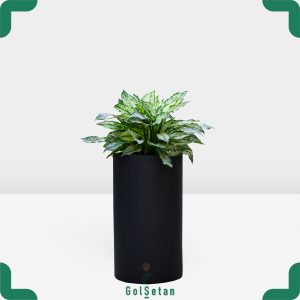 آگلونما برفی با گلدان فایبرگلاس زیبا