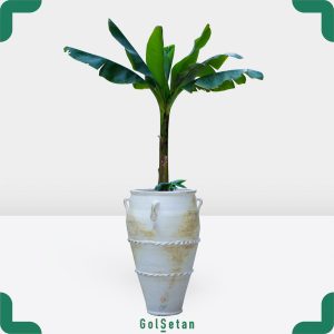 گیاه موز در گلدان سفالی جذاب