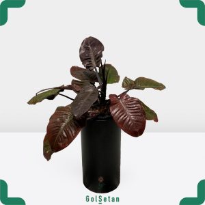 فیلودندرون بلک در فلاورباکس مشکی شیک