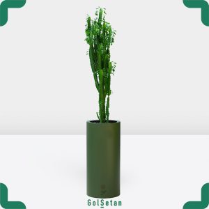 افوربیا سبز با فلاور باکس زیبا