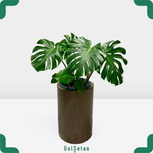 برگ انجیری مانسترا با فلاور باکس جذاب