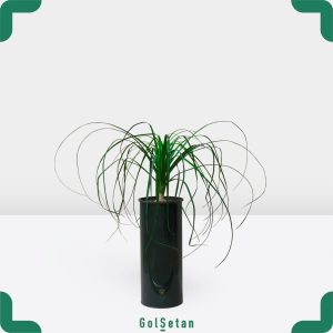 لیندا در گلدان فلزی مشکی جذاب