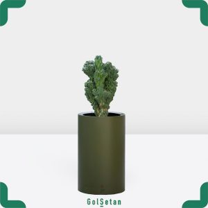 کاکتوس صخره ای با فلاور باکس جذاب