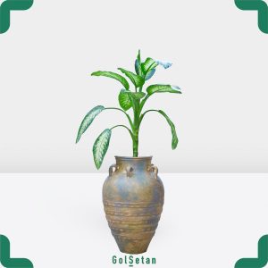 دیفن باخیا با گلدان سفالی زیبا