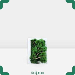 قاب خزه ای جاودان جذاب